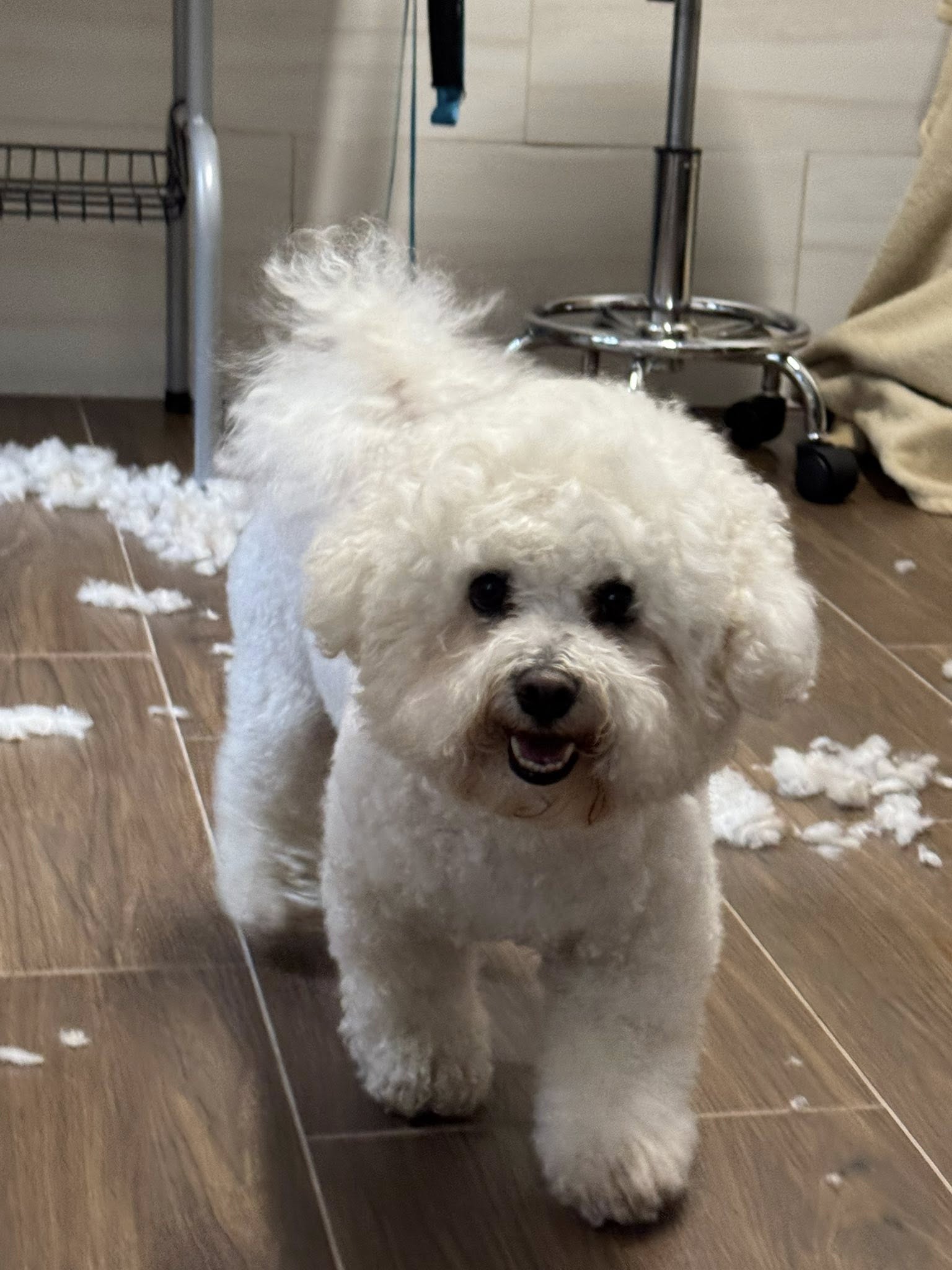 Bichon Frisé