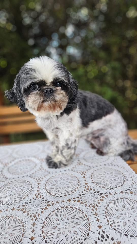 Shih-tzu