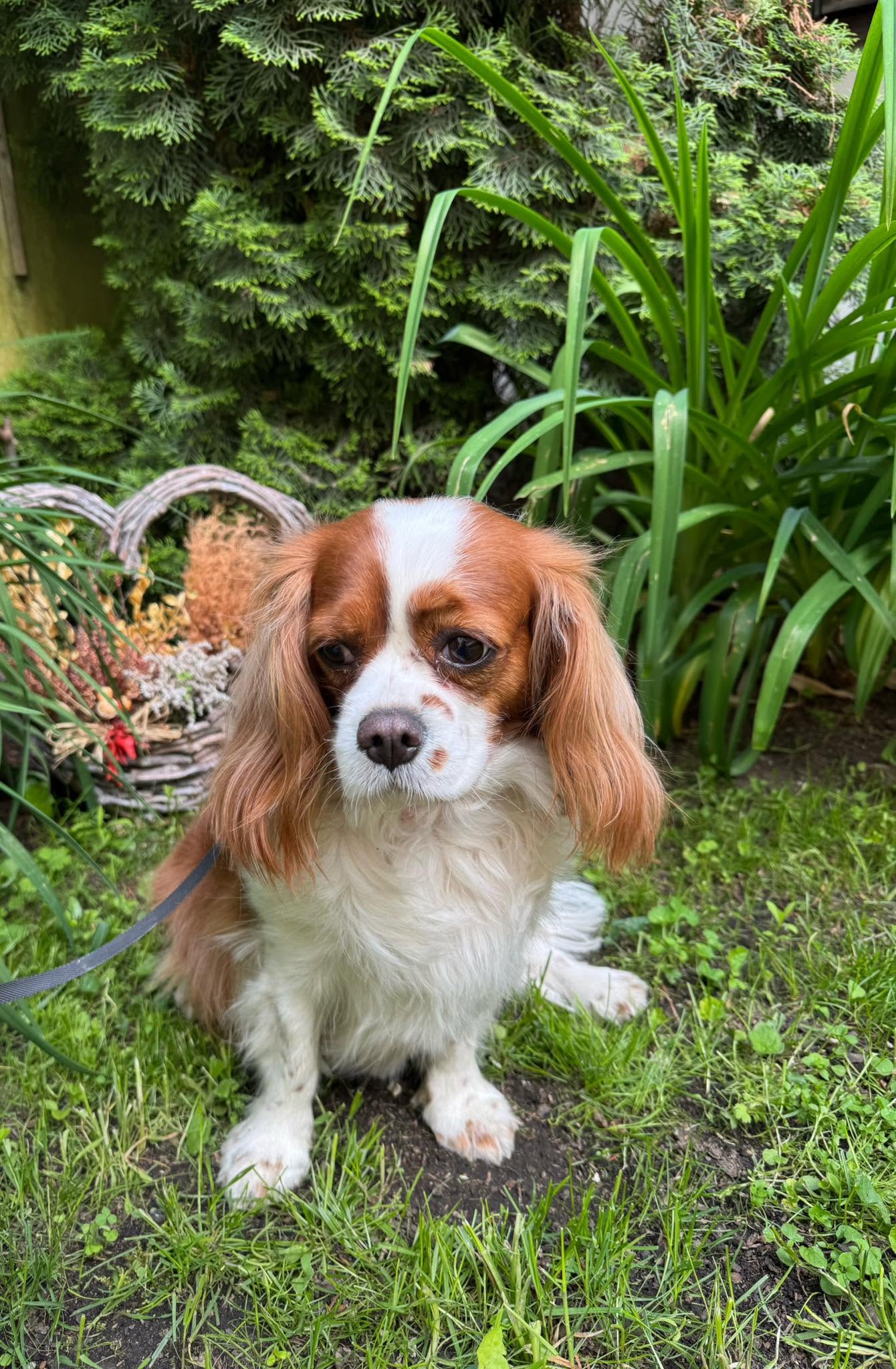Kavalír King Charles španěl