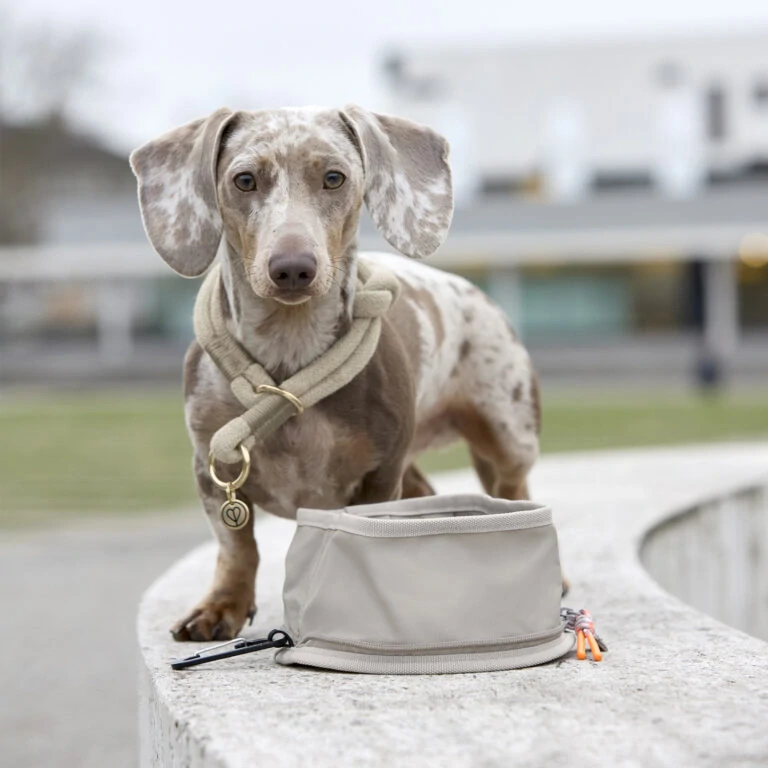 PALOPA Dog Bowl To Go Tura anthracite   (7607.001)